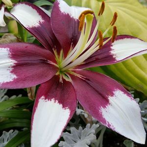 Meet your Posher, Julie